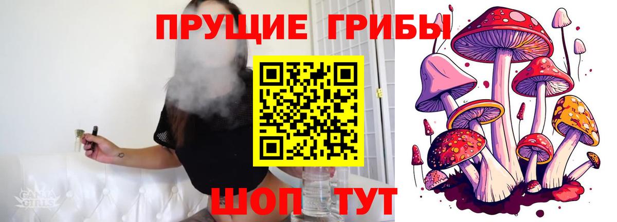 Псилоцибиновые грибы Psilocybe Томск